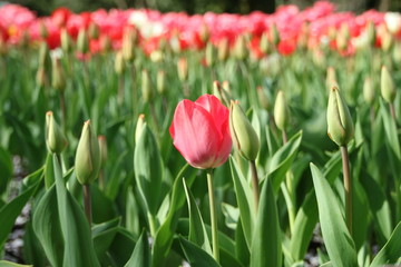 チューリップの花壇