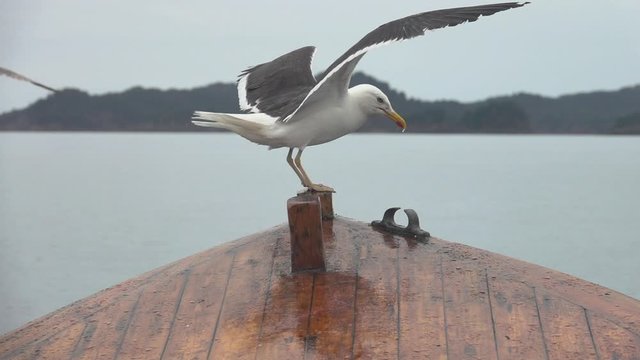 Seagull landing on tip of wooden boat. Close up and slow motion.