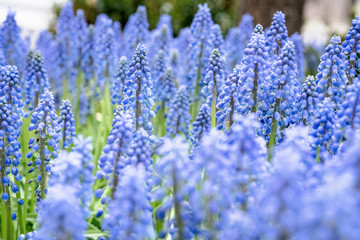 blue flowers
