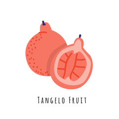 Tangelo fruit flat vector illustration