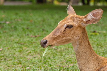 Close-up female Eld's deer or Brow-antlered deer (Rucervus eldii thamin) eating grass.