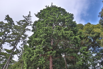 蒲郡の公園にある大きい木