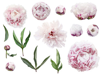 Isolated peony flowers photo