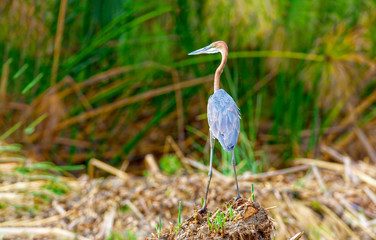 A heron hunts in a lake in Kenya. Nakuru National Park.