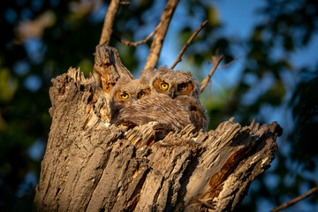 Baby great horned owls in the nest