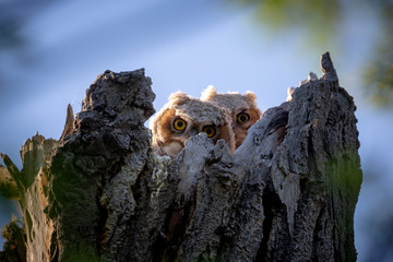 Baby great horned owls in the nest