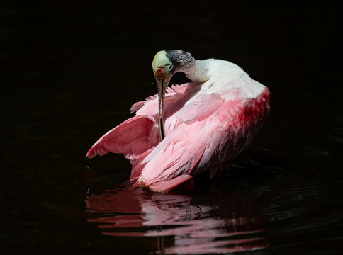Roseate Spoonbill