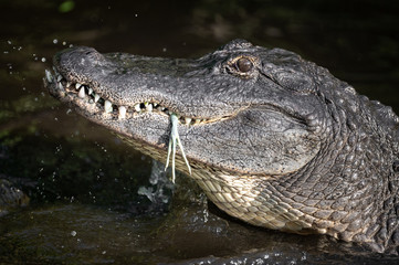 Fototapeta premium Alligator eating a snowy egret in Florida 