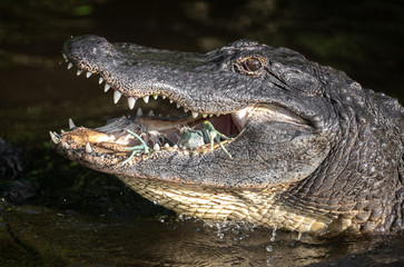Obraz premium Alligator eating a snowy egret in Florida