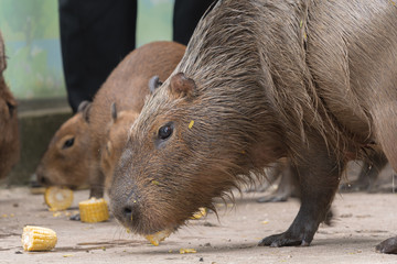 Capybara (Hydrochoerus hydrochaeris) eating corn on the cob.