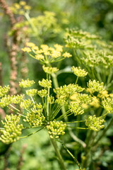 yellow wildflower parsnips