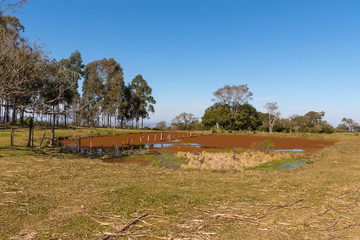 Infestation of Eichhornia crassipes in small lake 02