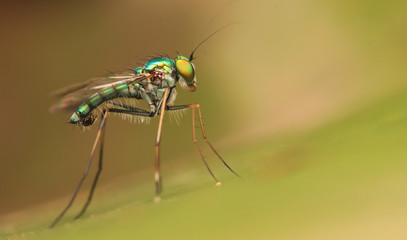 long-legged flies on green leaf	