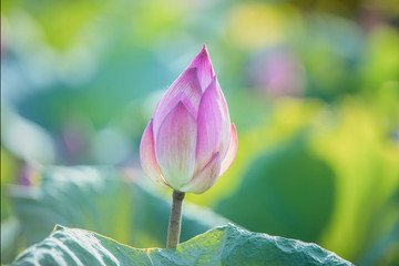 lotus flower