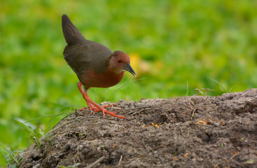 Ruddy-breasted Crake, Beautiful bird in Thailand