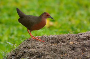 Ruddy-breasted Crake, Beautiful bird in Thailand
