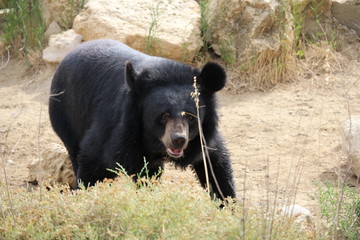 ours qui marche