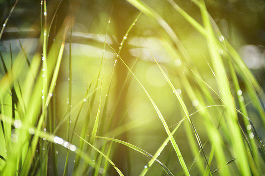 Lemongrass grown in the vegetable garden, herbs have medicinal properties.
