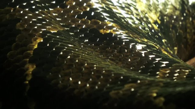 Closeup shot of the living Burmese python skin, beautiful texture, 4K