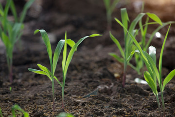 Corn seedlings are growing