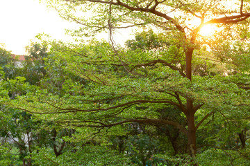green tree with sunshine in the evening