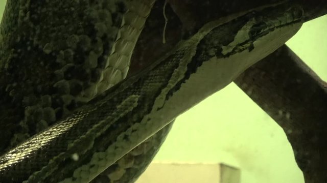 Burmese python, Python burmese, 4K