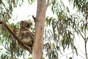 A Wild Koala in the You Yangs, Victoria, Australia.