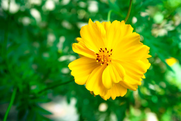 Yellow mexican aster nature background