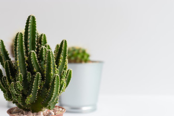 set of various cactus plants in pots. Cactus plant in different pot and view on table front of...