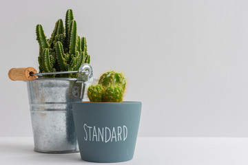 set of various cactus plants in pots. Cactus plant in different pot and view on table front of...