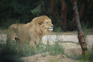 lion magnifique