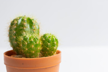 set of various cactus plants in pots. Cactus plant in different pot and view on table front of...
