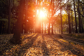 Golden sun beams streaming through idyllic forest in autumn.