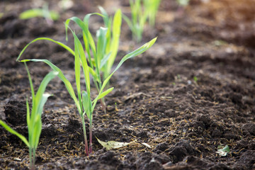 Corn seedlings are growing