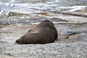 Seal in Oamaru, New Zealand