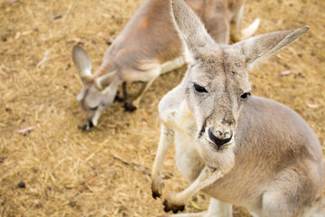 Naklejka na ściany i meble A small brown kangaroo on Phillips Island, Victoria, Australia.
