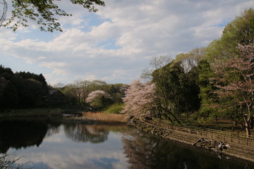 湖面に映る桜の花　大和市　泉の森