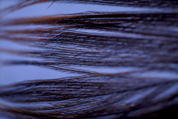 macro feather close up