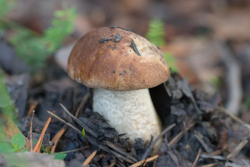 little boletus close up