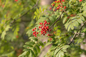 rowan branches with red berries