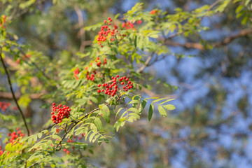 rowan branches with red berries