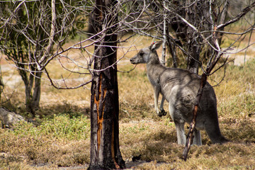 wild grey Kangaroo from a mob near the You Yangs in Victoria, Australia. 