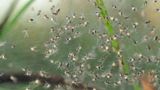 Tiny spotted spiders crawling in web. Looping macro background