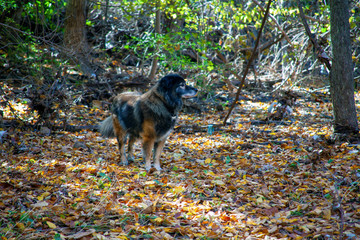 Australian Shepard Mix