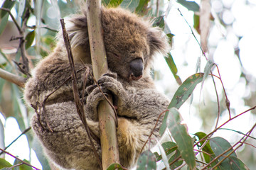 A Wild Koala in Victoria, Australia.