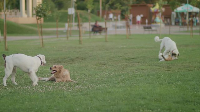 Those four dogs are having a blast playing with each other and enjoying themselves.