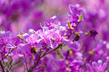 Fototapeta premium 綺麗な花