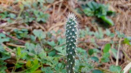 Opuntia galapageia cactus with green fleshy stem and white needles
