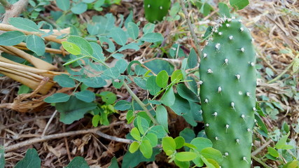 Opuntia galapageia cactus with green fleshy stem and white needles