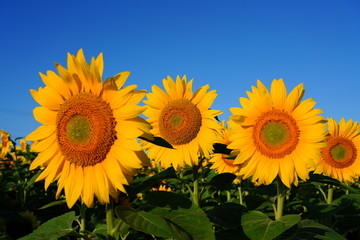 Obraz premium Beautiful Field of Sunflowers on a Summer Morning 